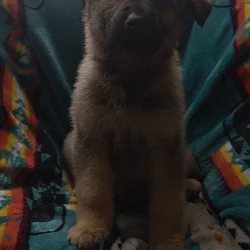 Shepherd mix