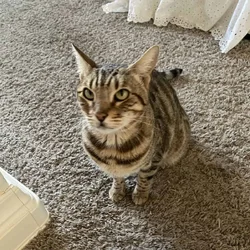 2 yr old female Bengal