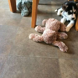 AKC Registered Female Brown & White Siberian Husky
