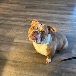 Olde English Bulldog