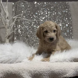Double Doodle puppies
