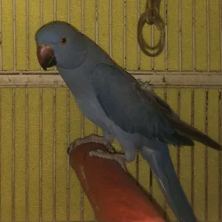 Indian Ringneck Houston TX
