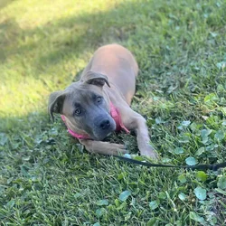 ADOPT A DOG
