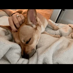 Meet Evie- Adorable, fun Frenchie mix seeking home