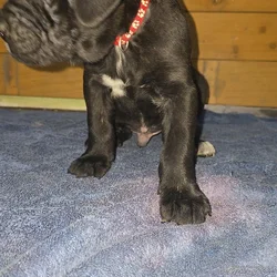 Red collar