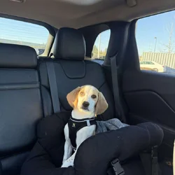 Beautiful Gold & White Beagle