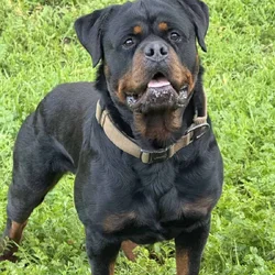 German Rottweiler Puppies
