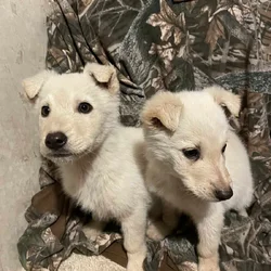 Puppies