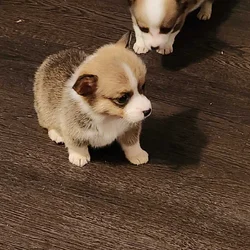 beautiful puppies