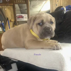 Cane Corso Pups For Sale