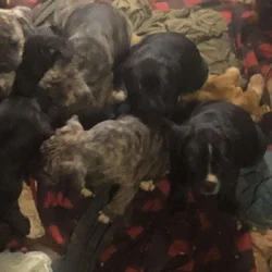 Cane corso x pit bull puppies