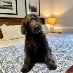 Labradoodle Puppy