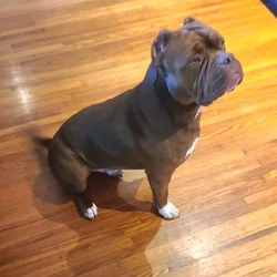 American Bully