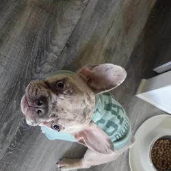 Male Pup French Bulldog
