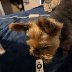Senior dog