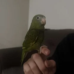 CANARY WINGED PARAKEET