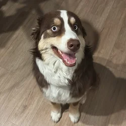 Australian Shepherd for sale