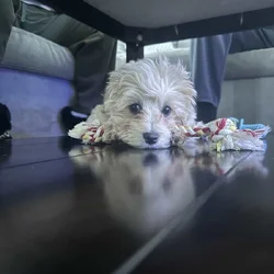 Maltipoo
