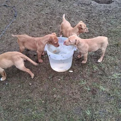 Ridgeback and pit puppies mix