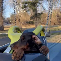 Loving & Smart 4-Month-Old Male European Doberman