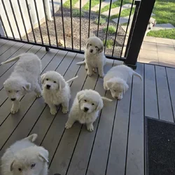 Great Pyrenees Puppies