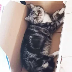 Silver tabby & Wht Exotic shorthair ADULT Female