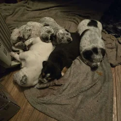 Rehome pitsky pups