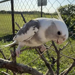 White face male cockateil for sale