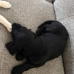 Two puppie litters golden doodles mix