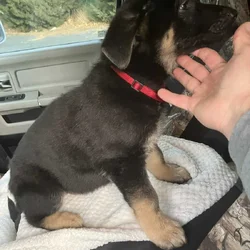 Sable German Sheperds