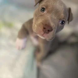 Puppy for sale Say hi to Denim