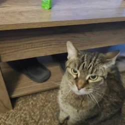 Free cat looking for a new forever home.