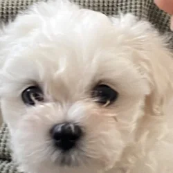 Adorable Multipoo Puppy