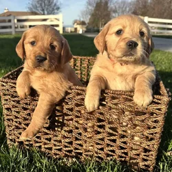 Golden Retreiver pups - avail Feb 1