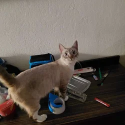 I need to find my buddy a home