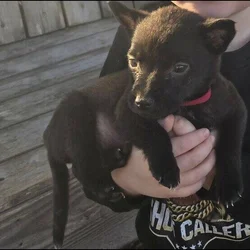 7 Week Old Female Puppy Blue Heeler and Blue Pitt
