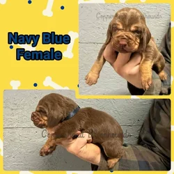 Copperhead Bloodhound Puppies