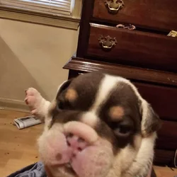 English bulldog