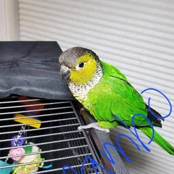 Male Black Cap Conure Looking for New Home