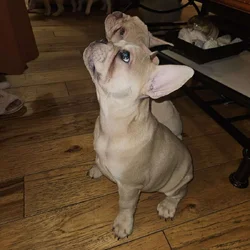 French bulldogs puppies