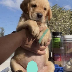 Golden Labrador Male