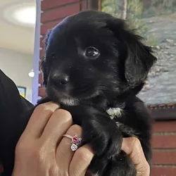 Golden mountain puppies