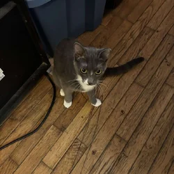 Gray & white female