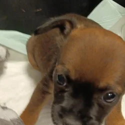 French Bullhuahua Puppies for sale