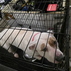 2 White Pitbulls need a new home ASAP