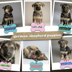Six adorable 8-week-old German Shepherd puppies !