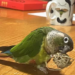 Pair of Green Cheek Conures