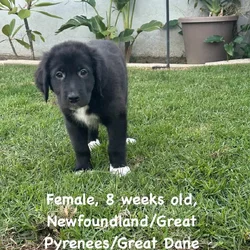 Newfoundland Mix