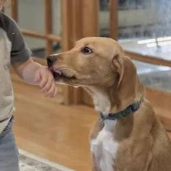 Golden retriever/ lab