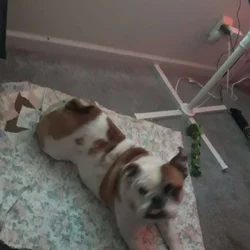 English Bulldog